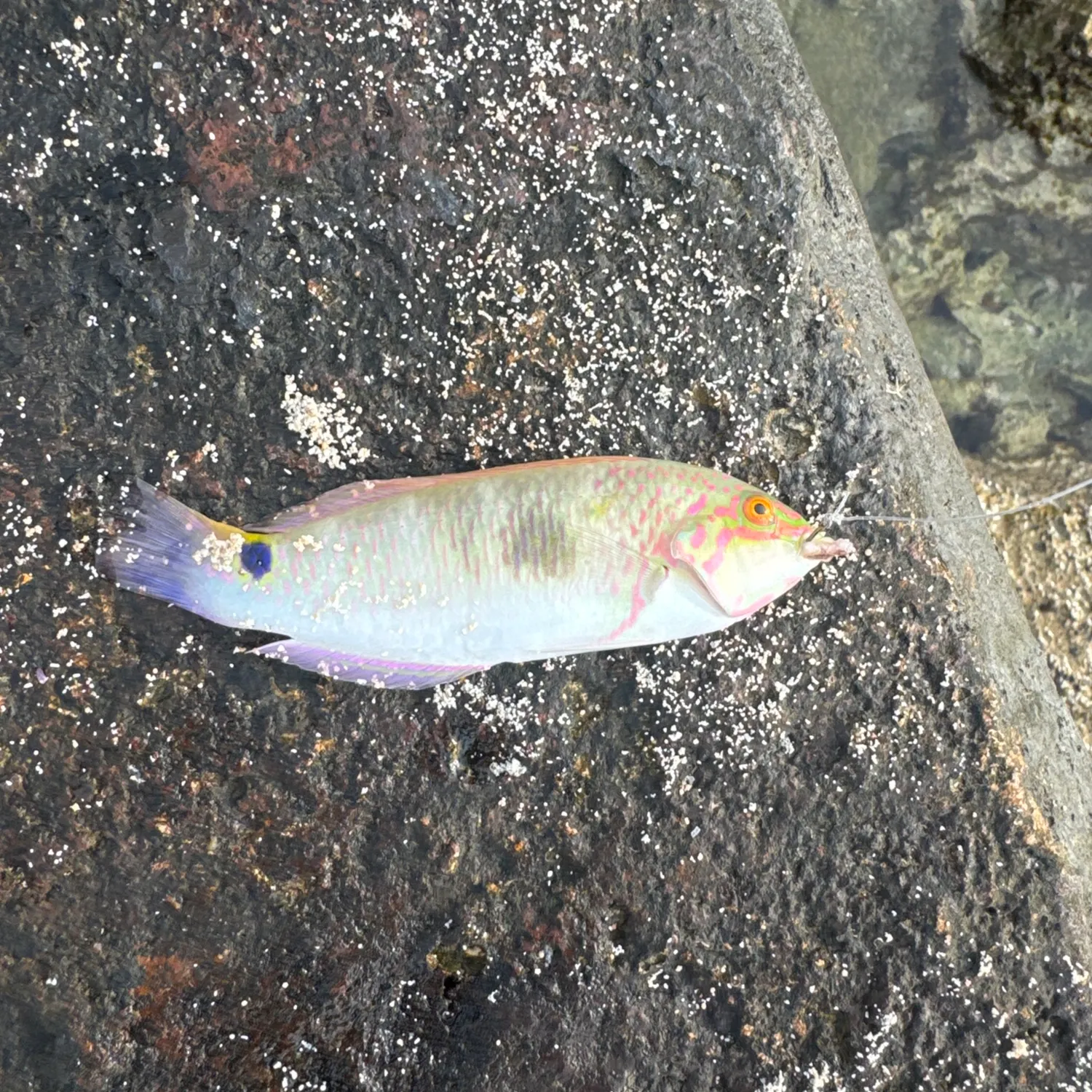 recently logged catches