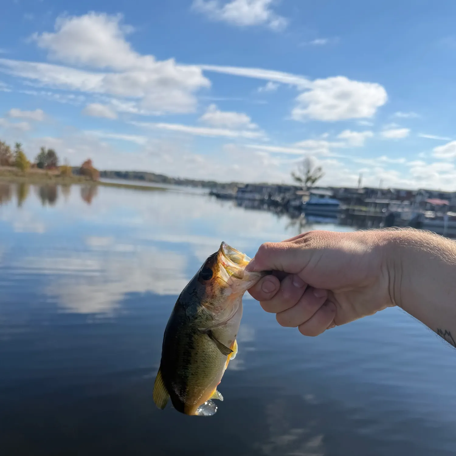 Largemouth bass caught on Fishbrain