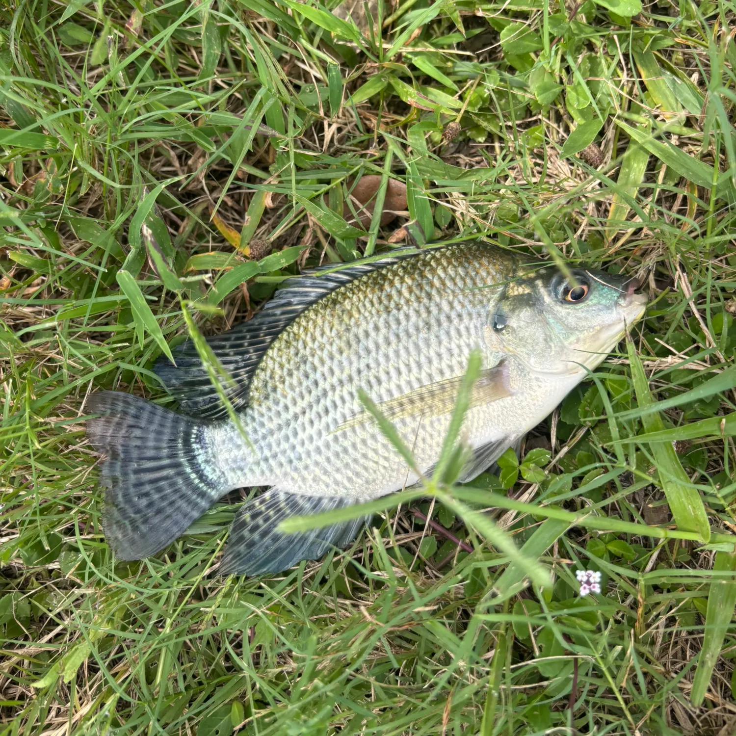 Blue tilapia caught on Fishbrain