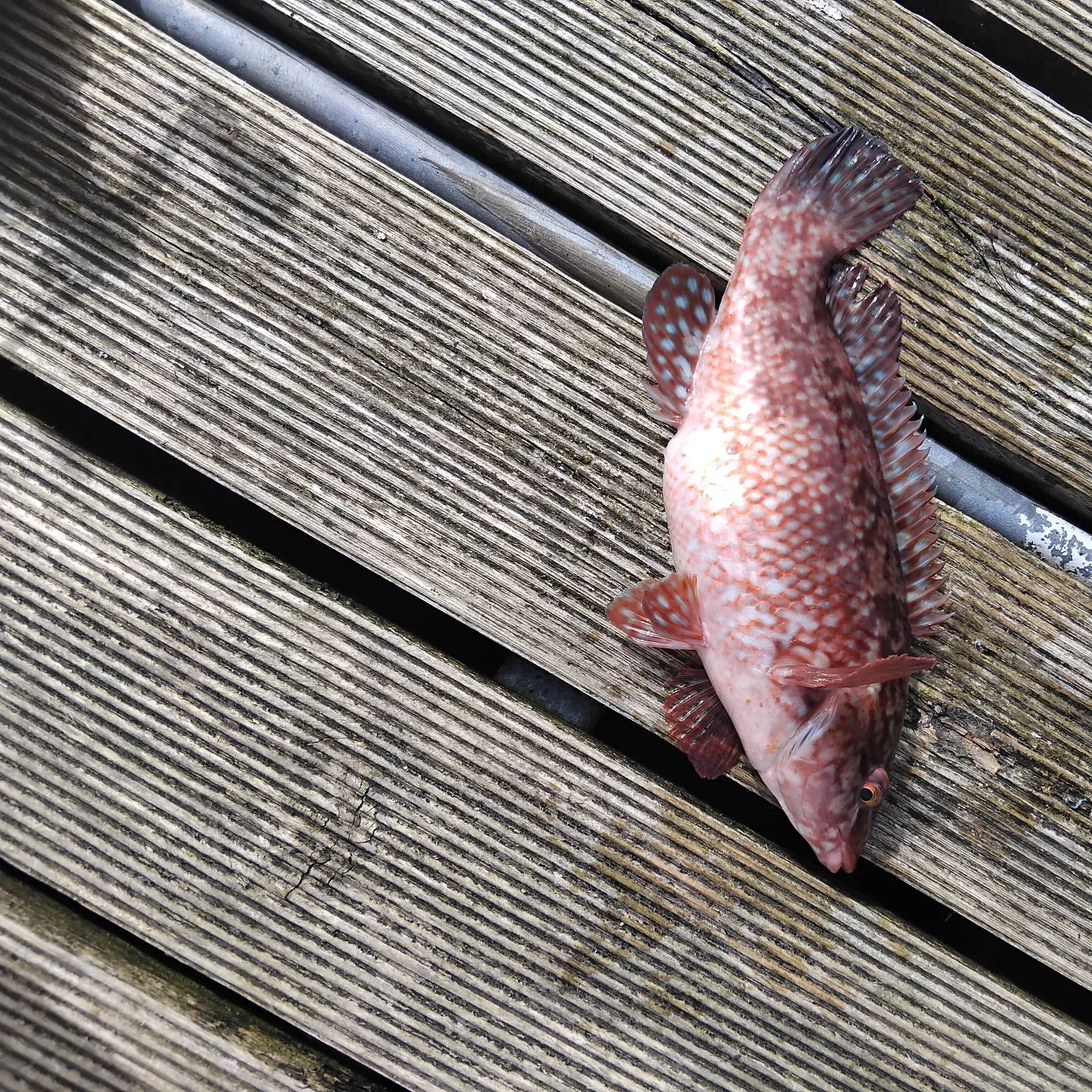 The most recent Ballan wrasse catches on Fishbrain