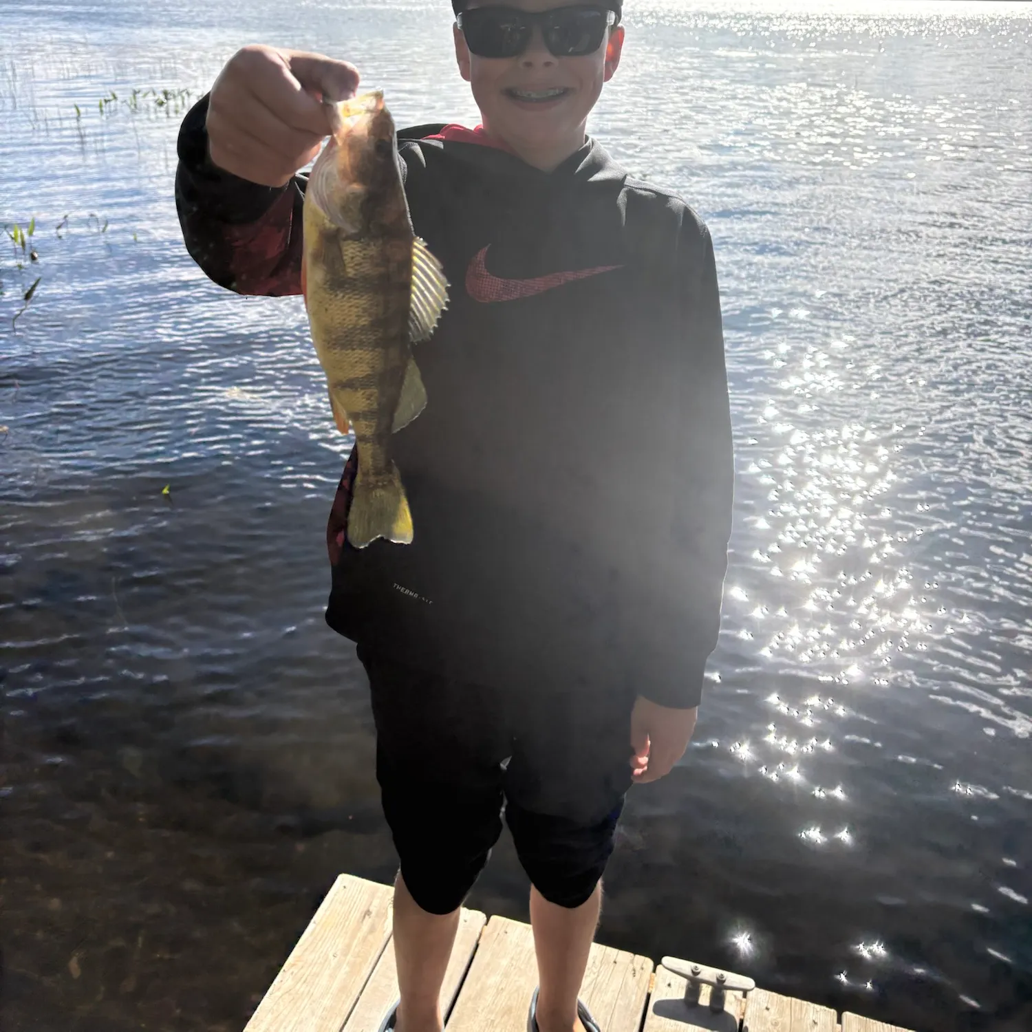Yellow perch caught on Fishbrain