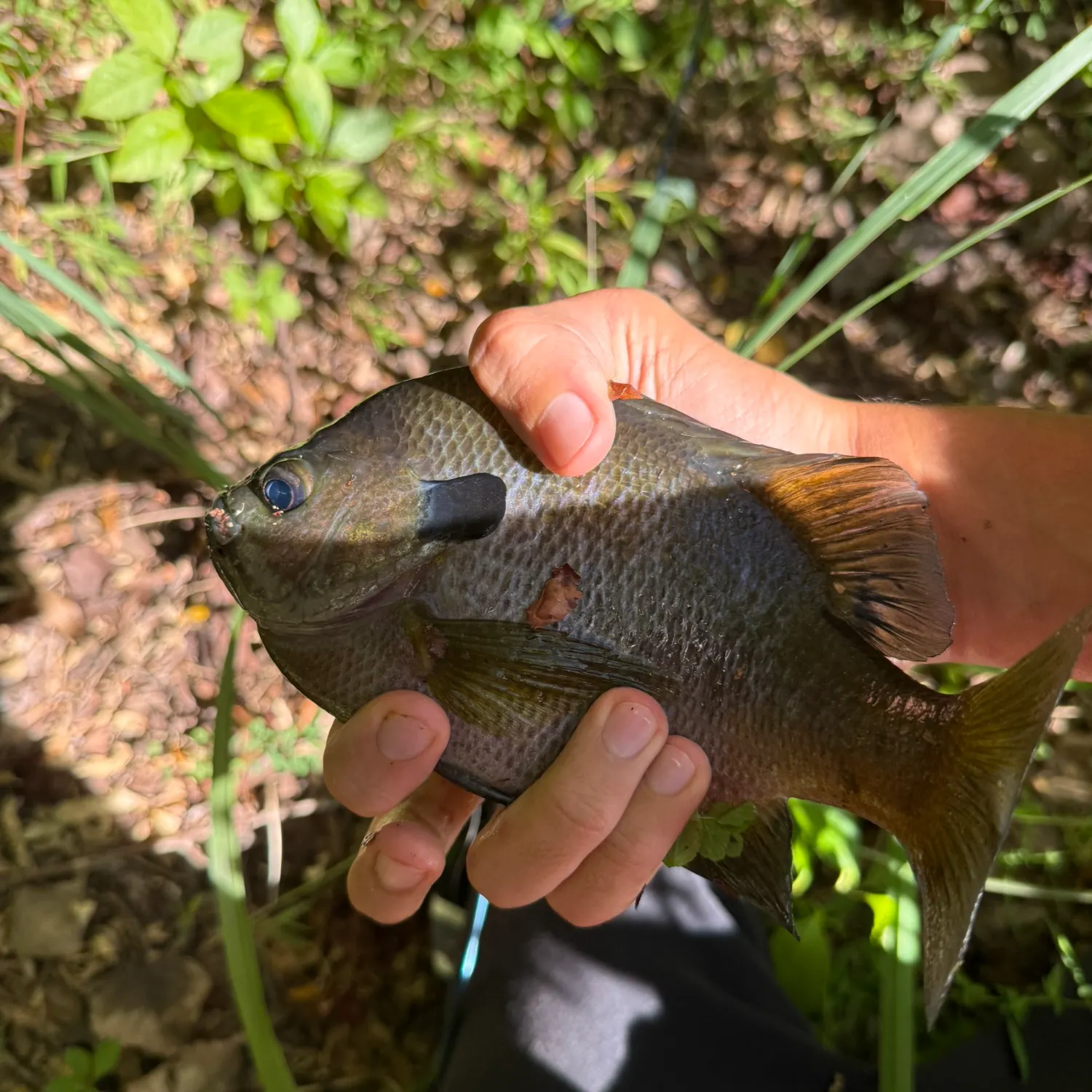 Bluegill caught on Fishbrain