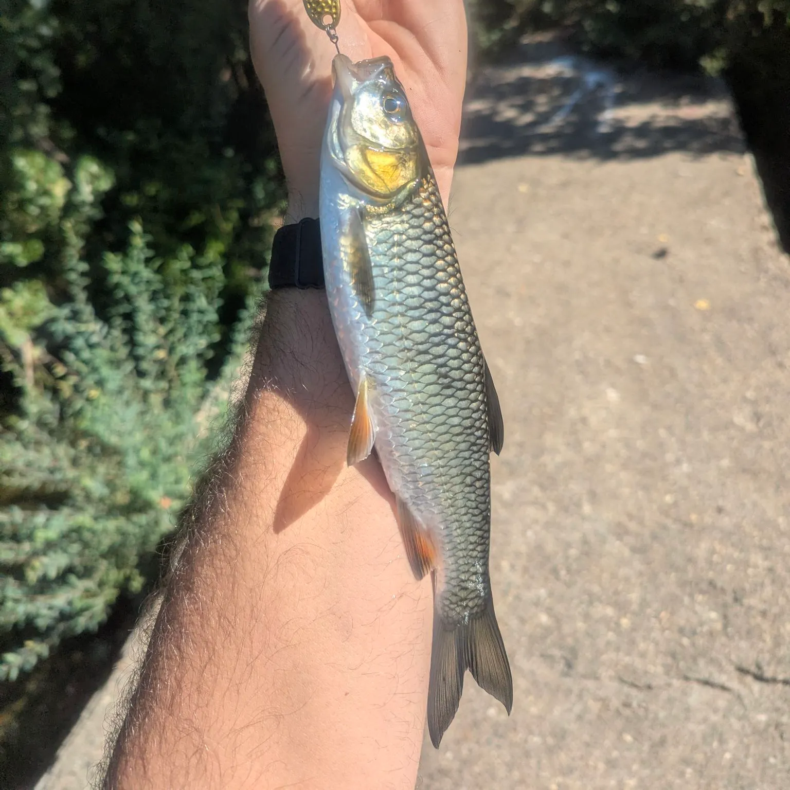 European chub caught on Fishbrain
