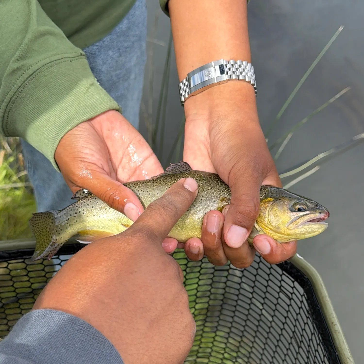 The most recent Apache trout catches on Fishbrain