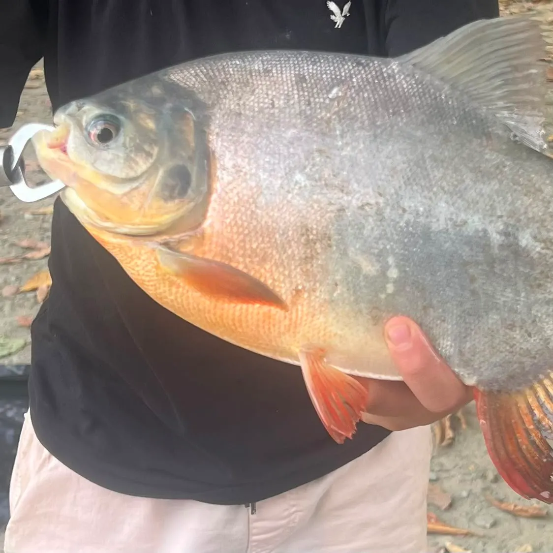 The most recent Red-bellied pacu catches on Fishbrain