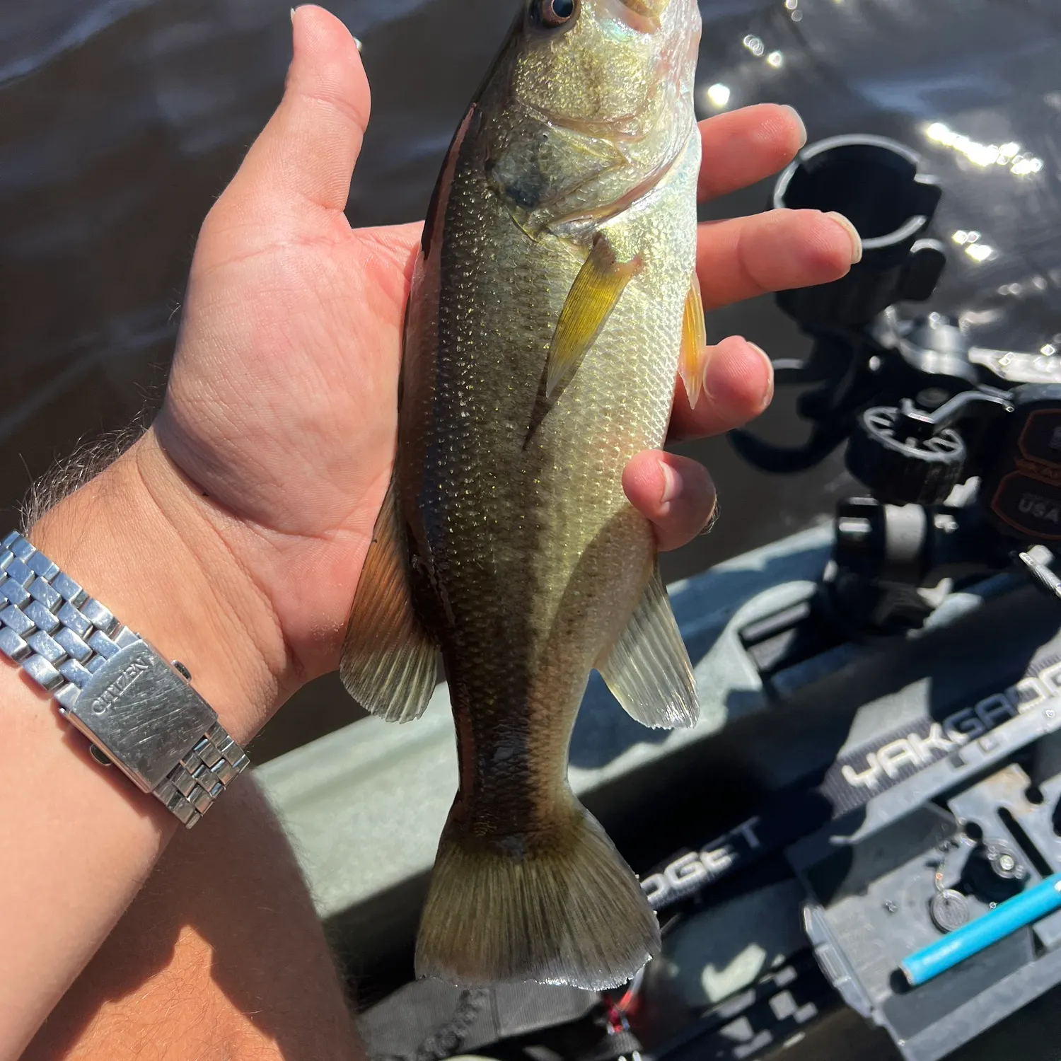 Largemouth bass caught on Fishbrain