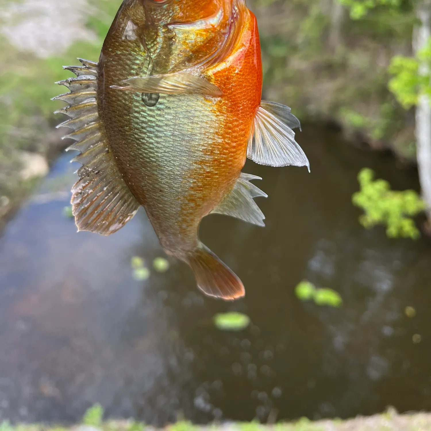 The most recent Redbreast sunfish catches on Fishbrain