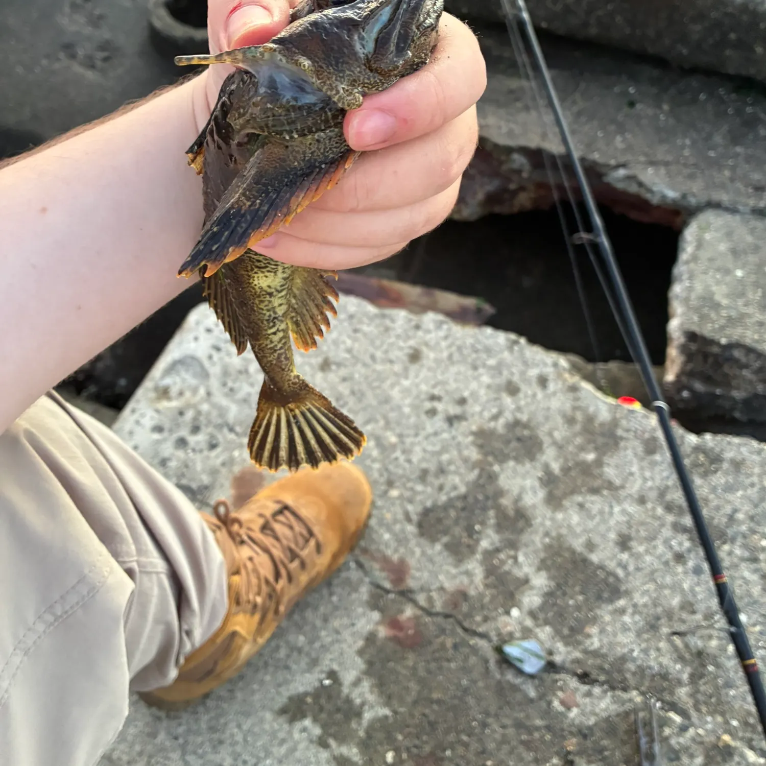 The most recent Buffalo sculpin catches on Fishbrain