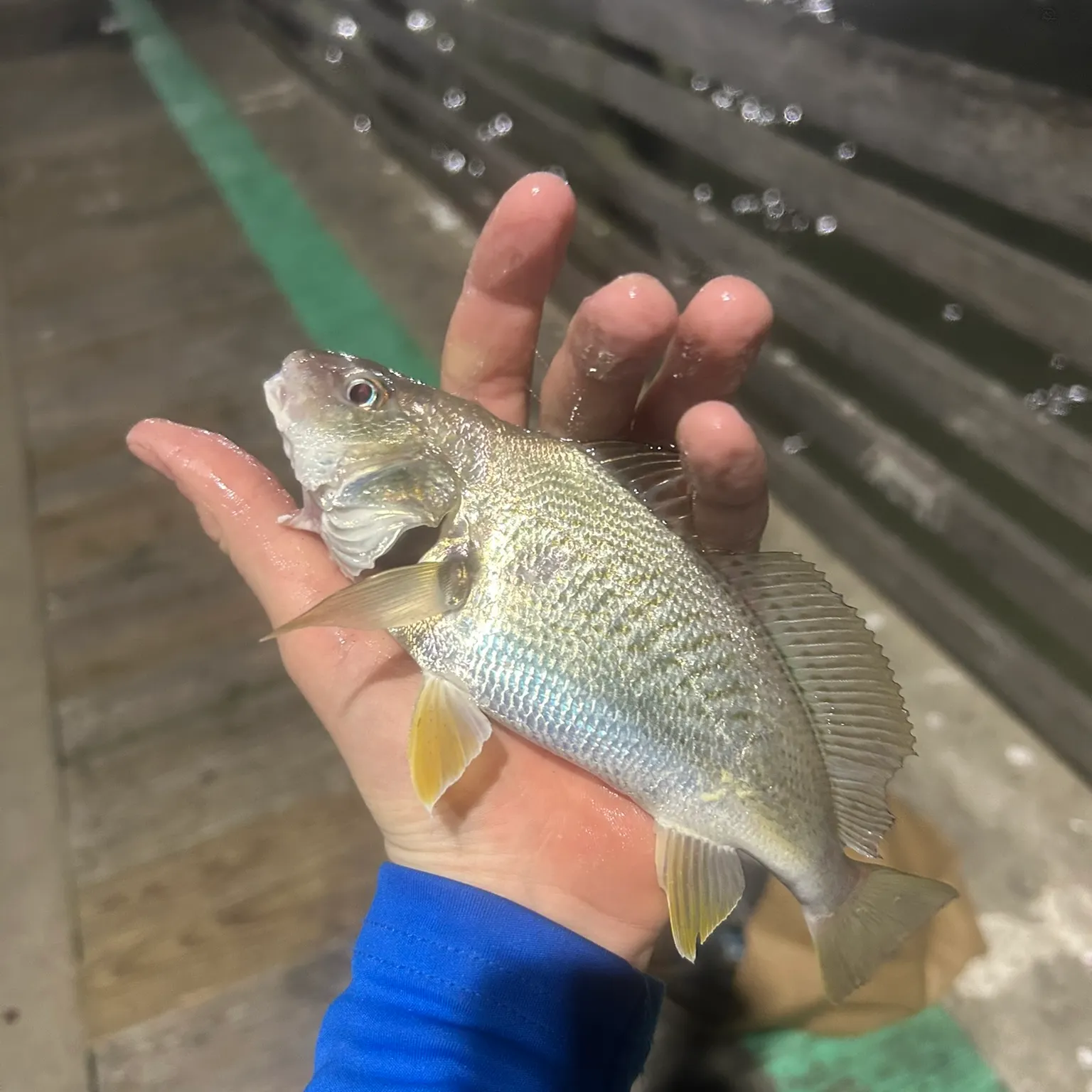 The most recent Atlantic croaker catches on Fishbrain
