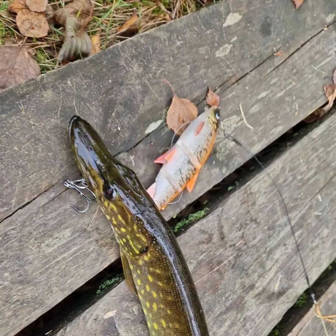 Northern pike caught on Fishbrain