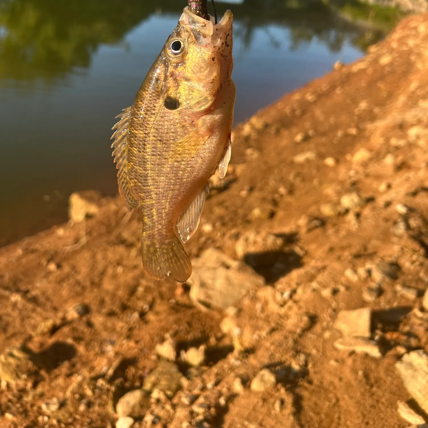 Warmouth caught on Fishbrain