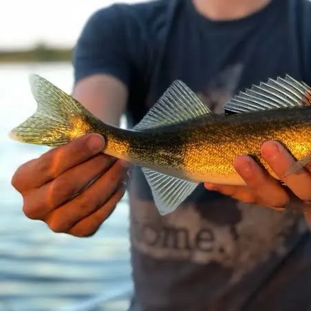The most recent Walleye catches on Fishbrain