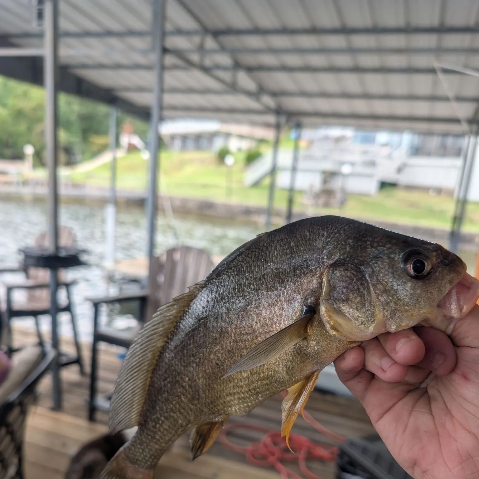 Freshwater drum caught on Fishbrain