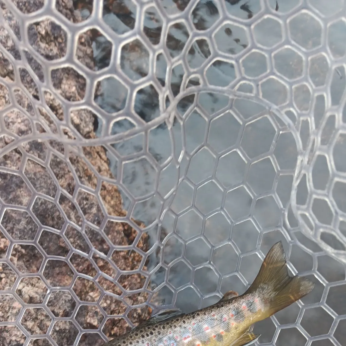 Brown trout caught on Fishbrain