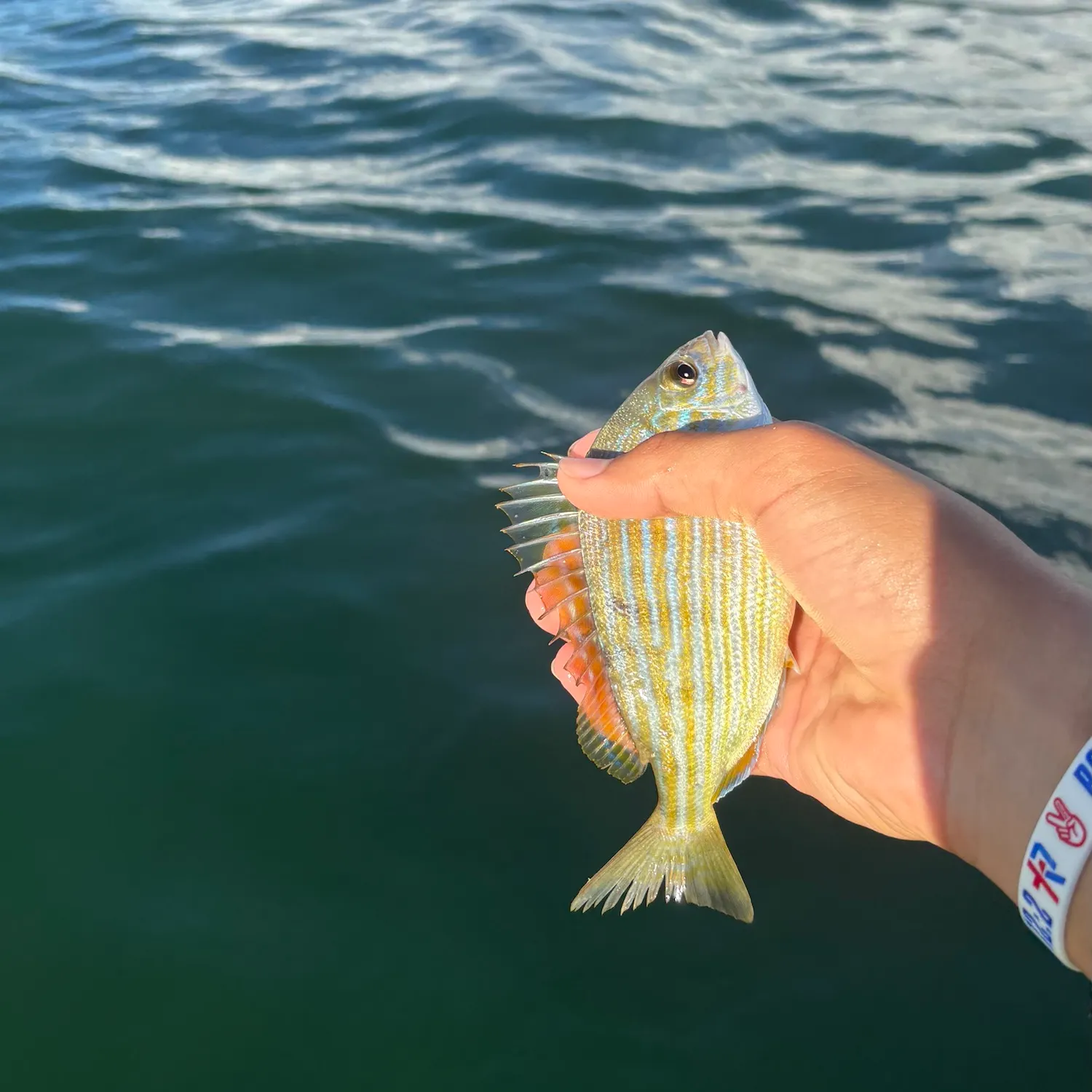 Pinfish caught on Fishbrain