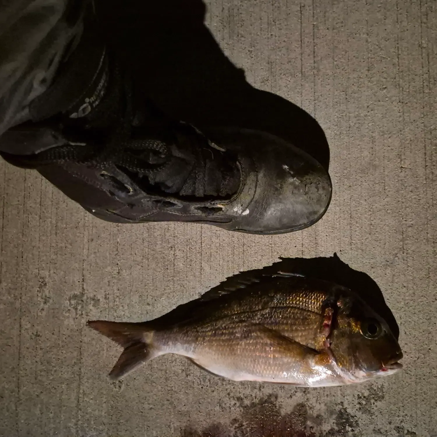 Australasian snapper caught on Fishbrain