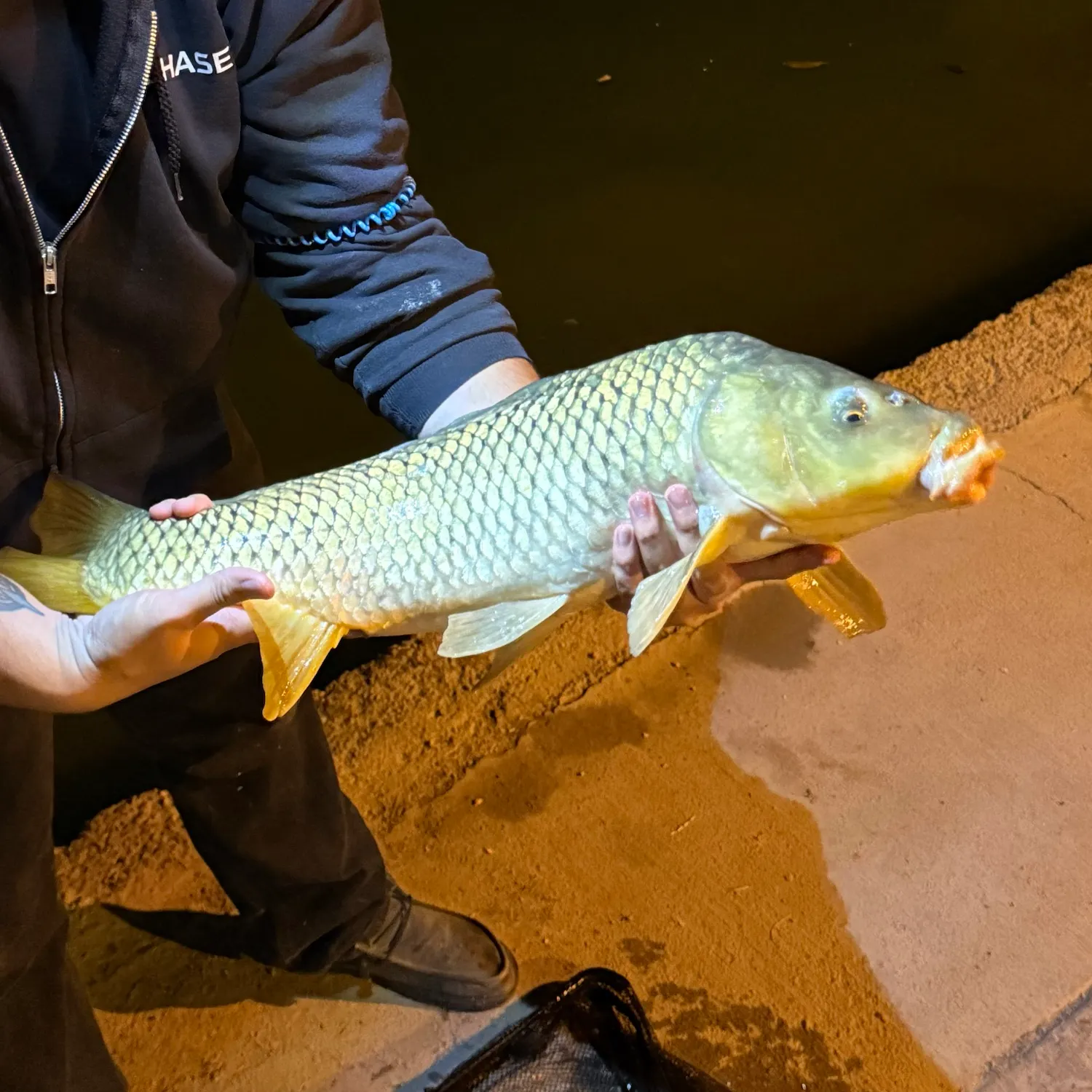 Common carp caught on Fishbrain