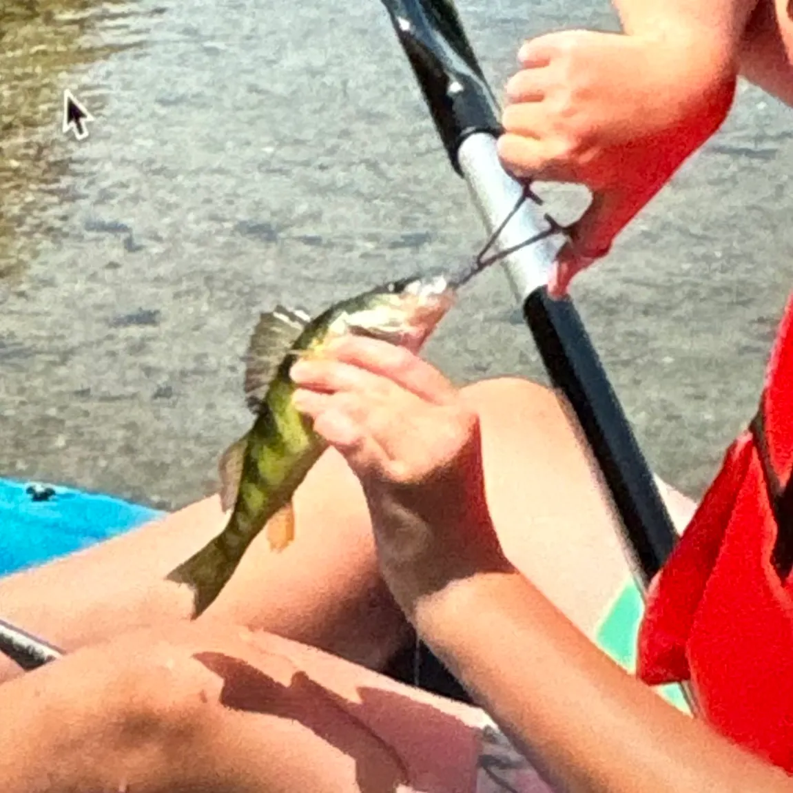 Yellow perch caught on Fishbrain