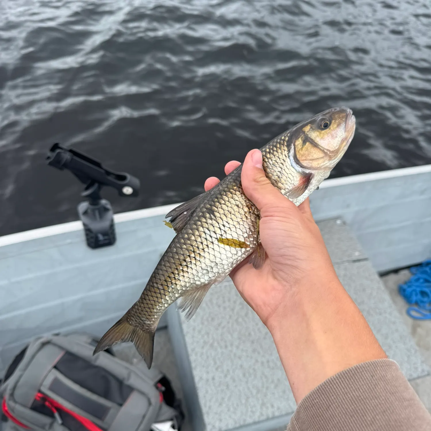 Fallfish caught on Fishbrain