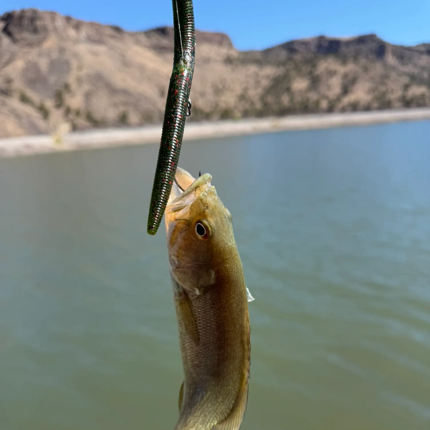 Smallmouth bass caught on Fishbrain