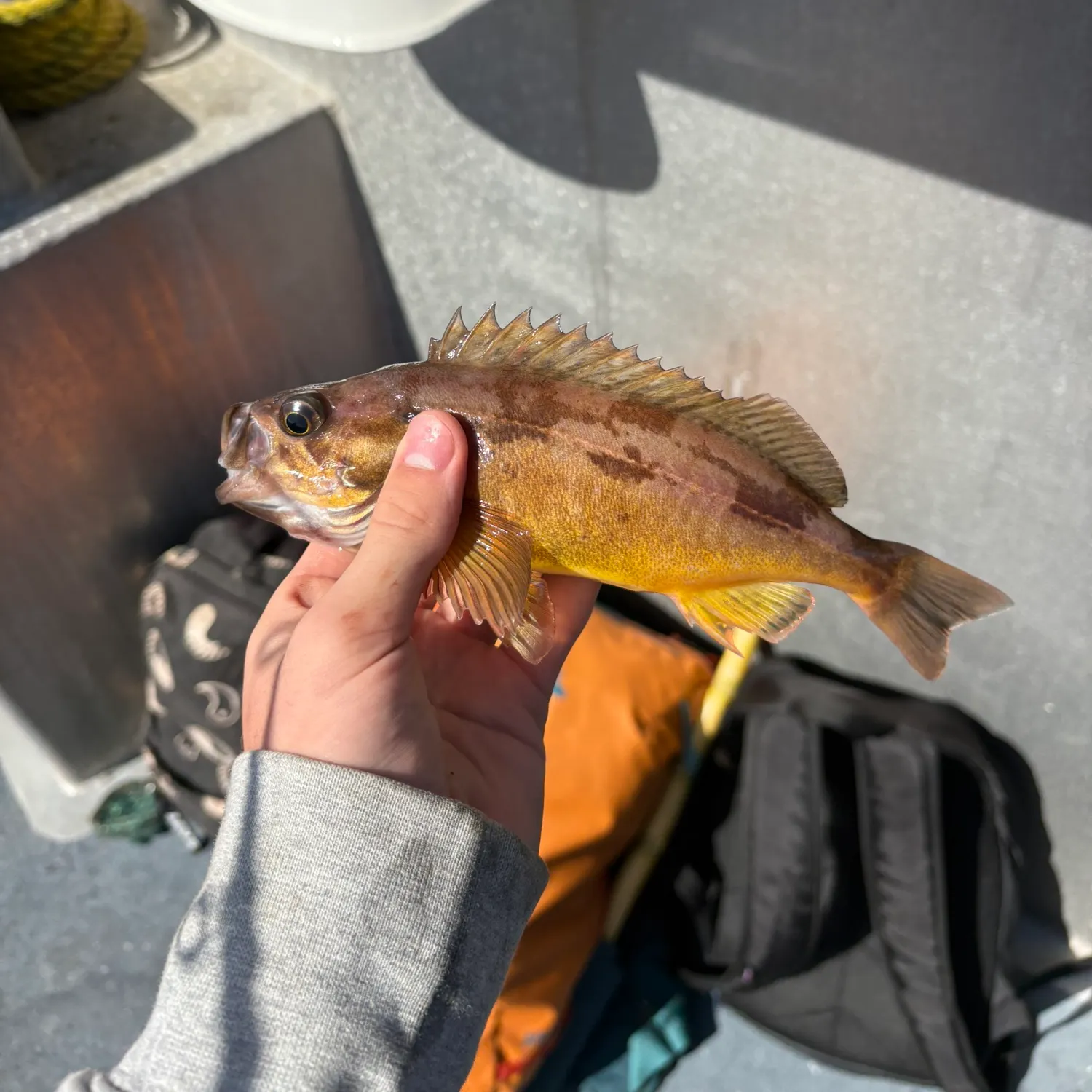 The most recent Squarespot rockfish catches on Fishbrain