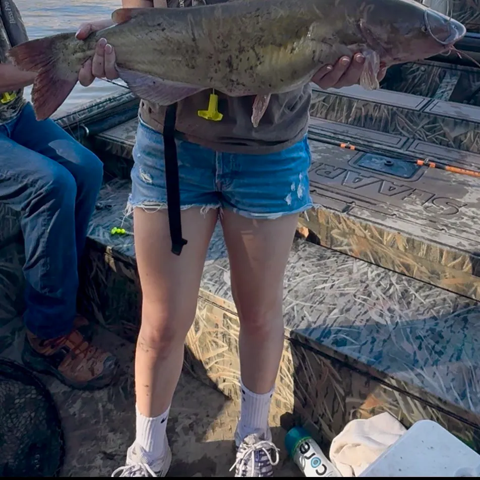 Channel catfish caught on Fishbrain