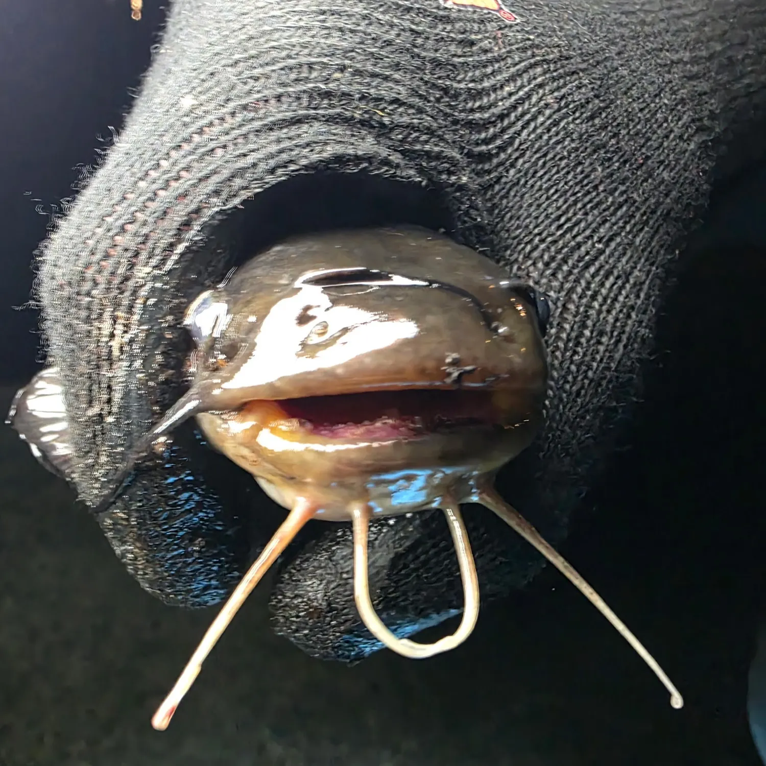 Black bullhead caught on Fishbrain