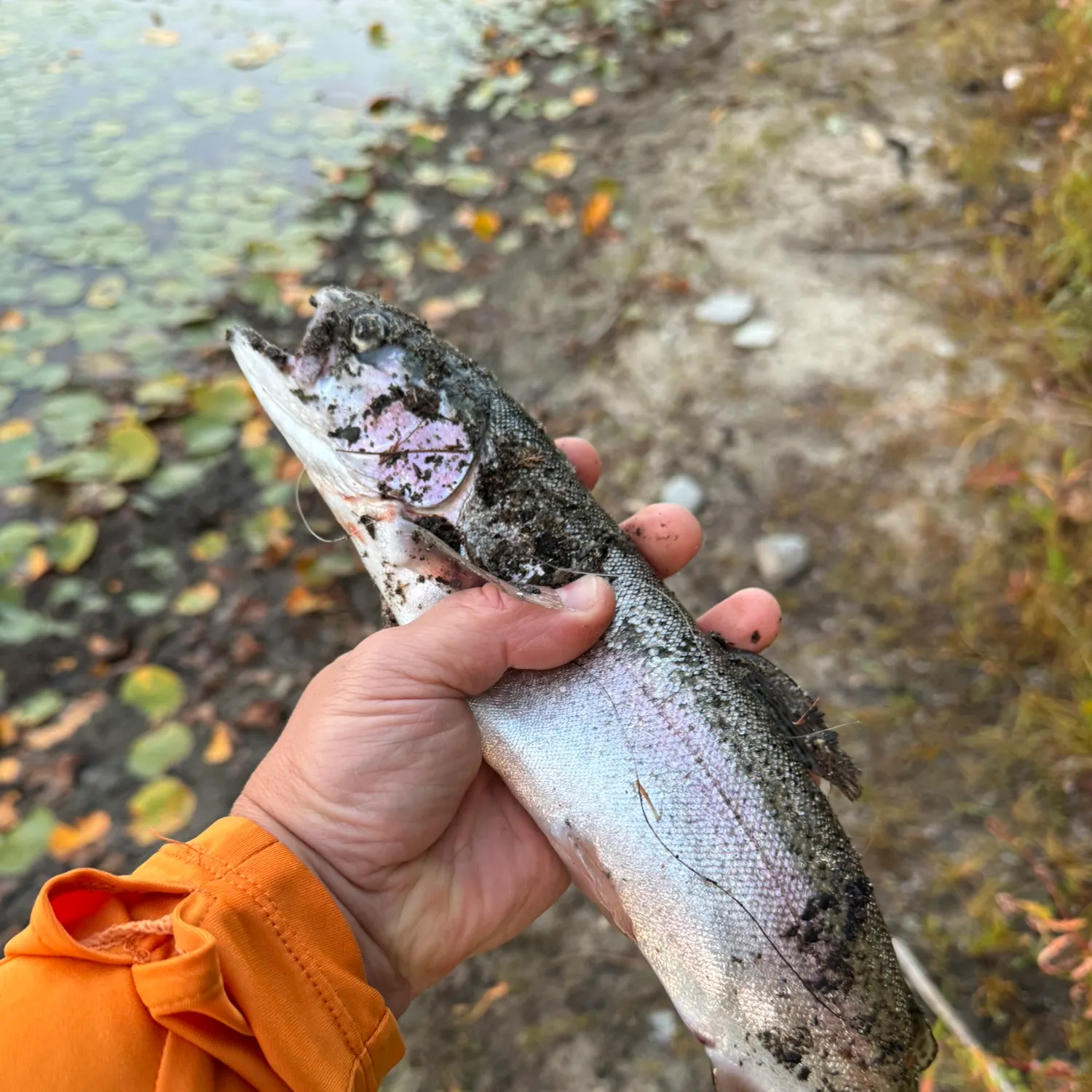 Rainbow trout caught on Fishbrain