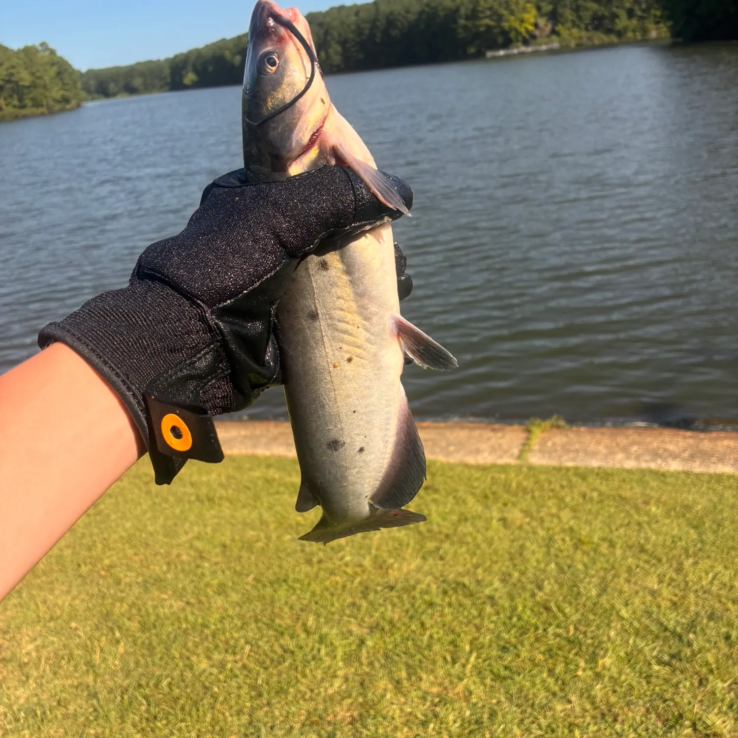 Channel catfish caught on Fishbrain