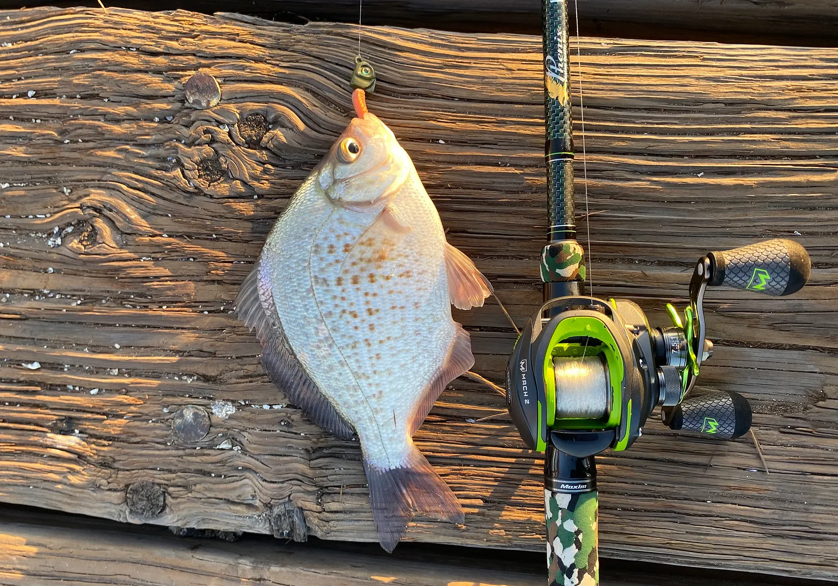 Calico surfperch