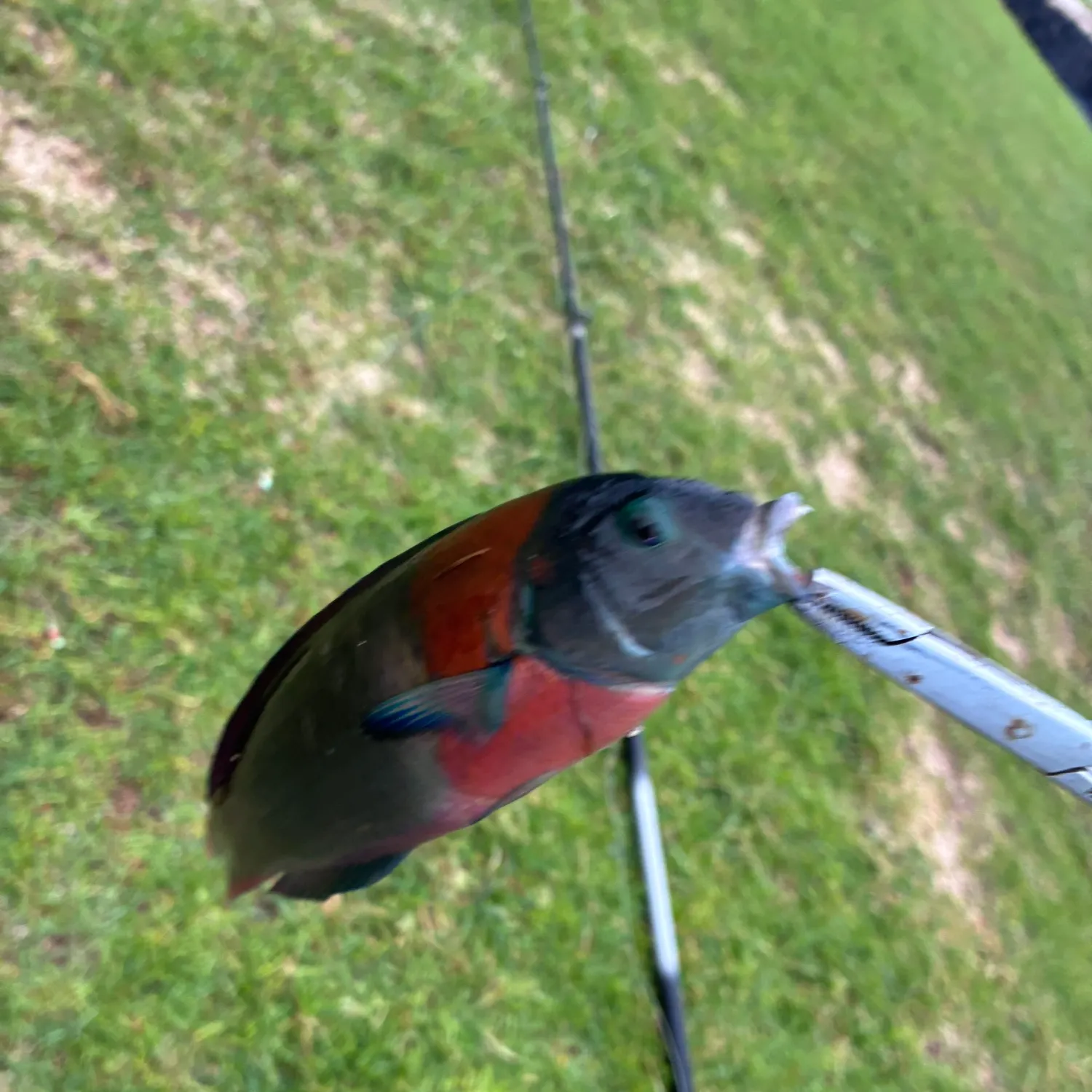 The most recent Saddle wrasse catches on Fishbrain