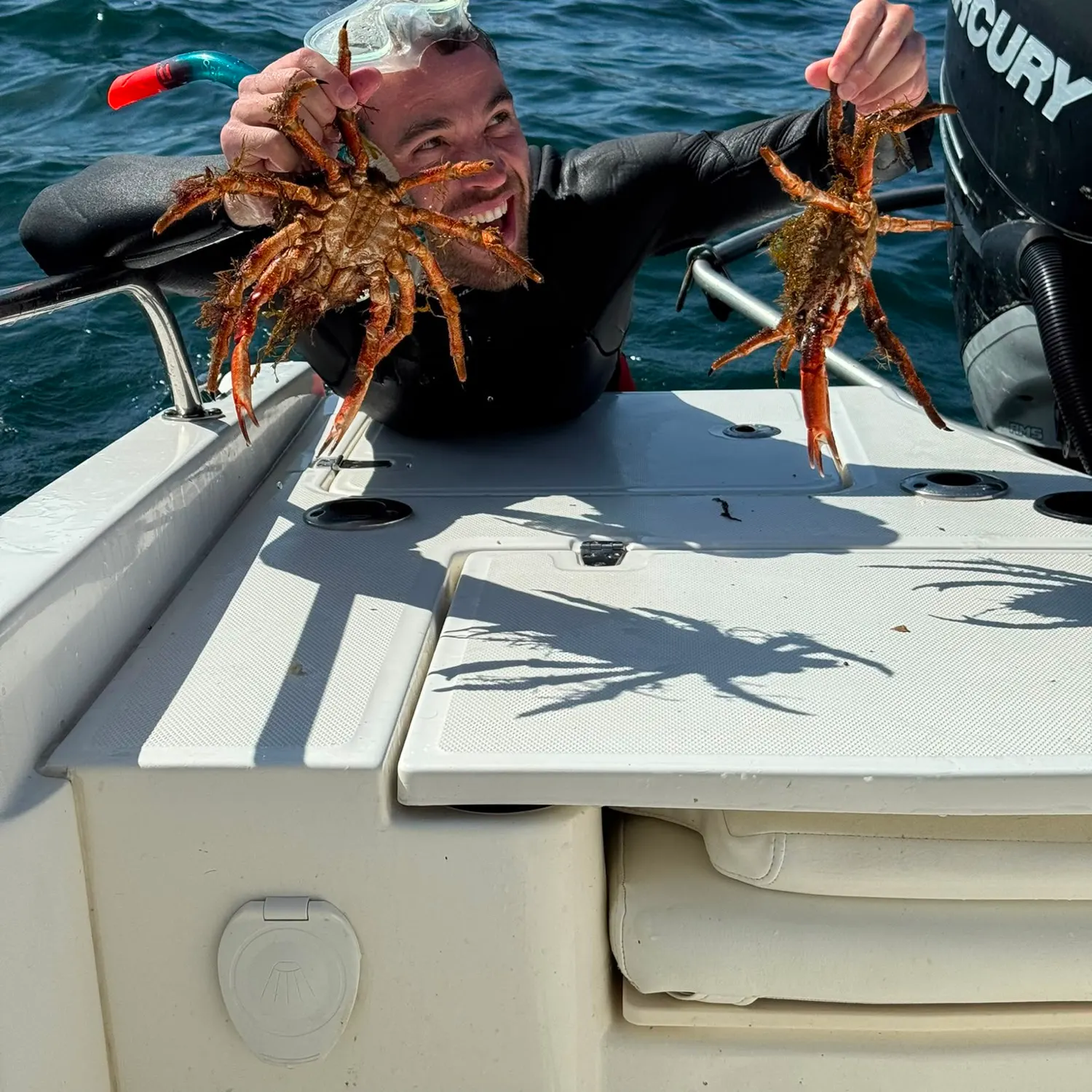 European spider crab caught on Fishbrain