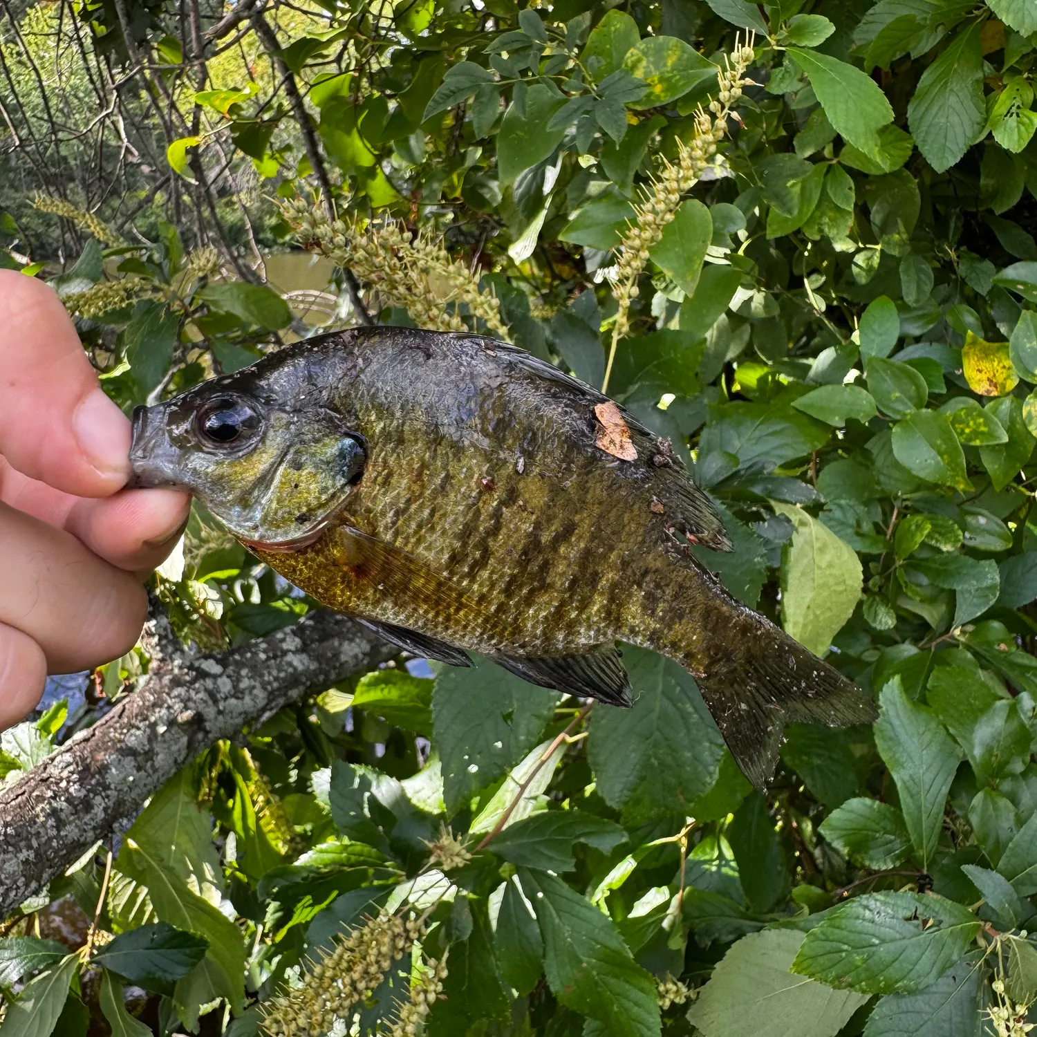 Bluegill caught on Fishbrain