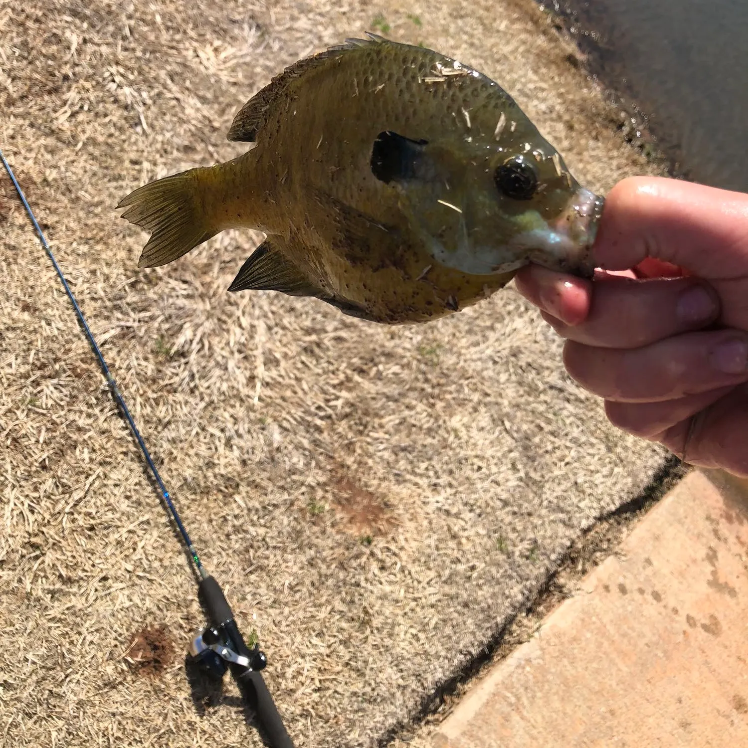 angler catch