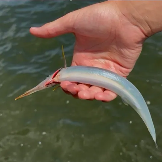 The most recent Flat needlefish catches on Fishbrain