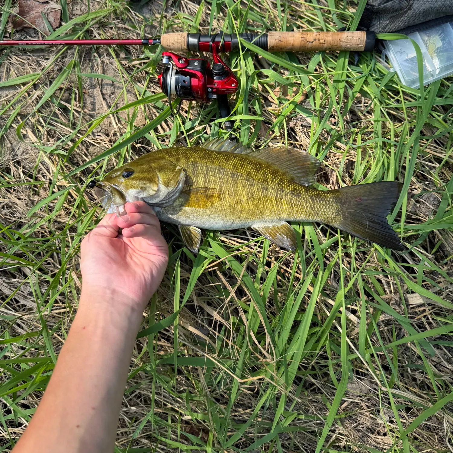 Smallmouth bass caught on Fishbrain