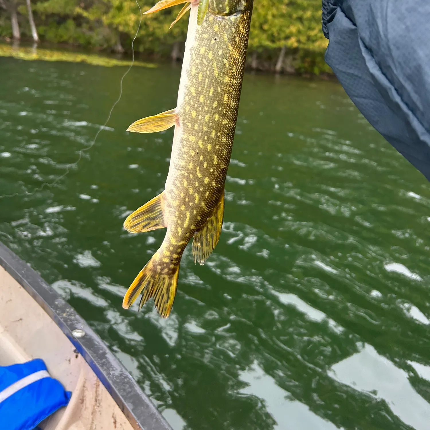 Northern pike caught on Fishbrain
