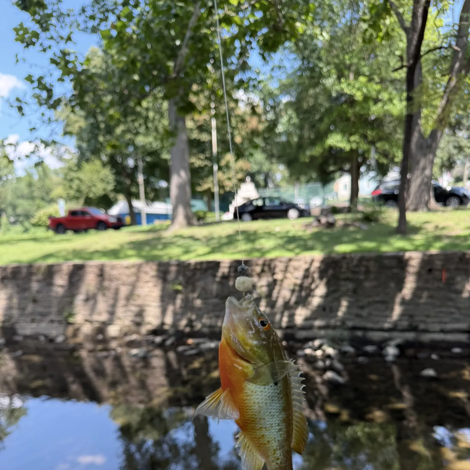 Redbreast sunfish caught on Fishbrain