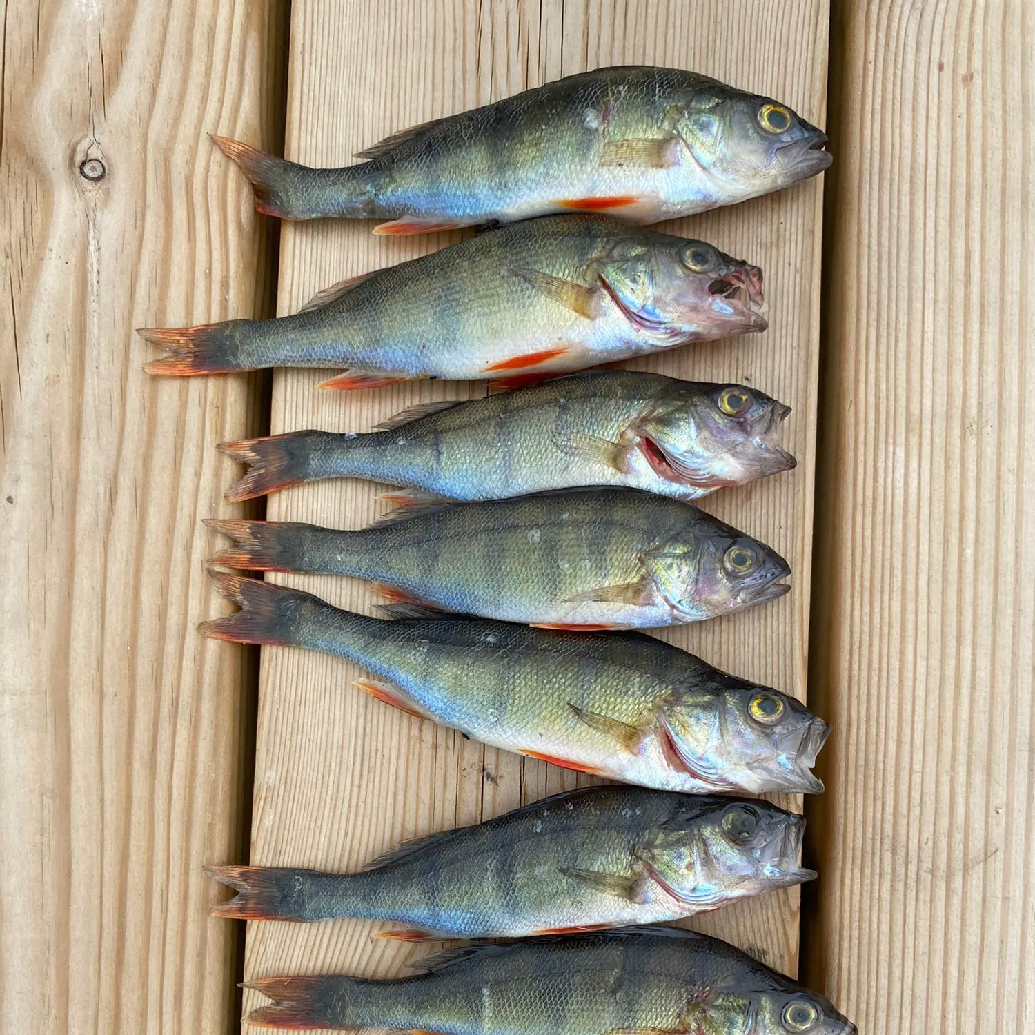 recently logged catches