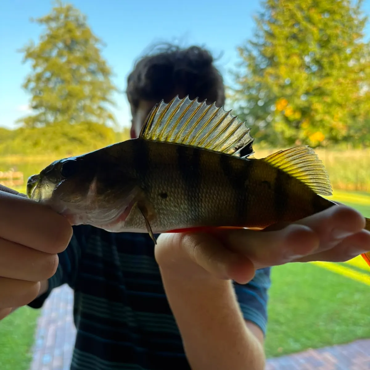 European perch caught on Fishbrain