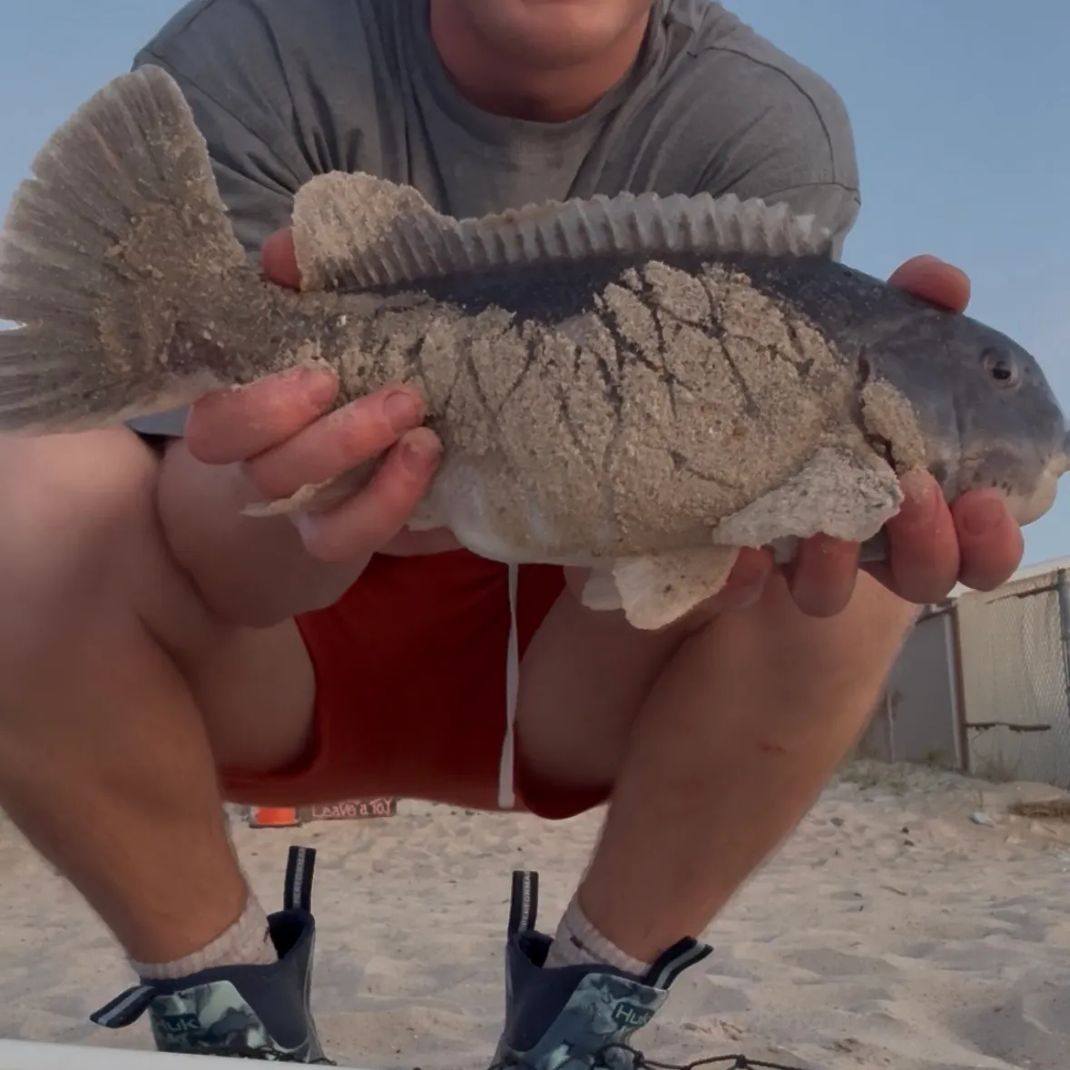 The most recent Tautog catches on Fishbrain