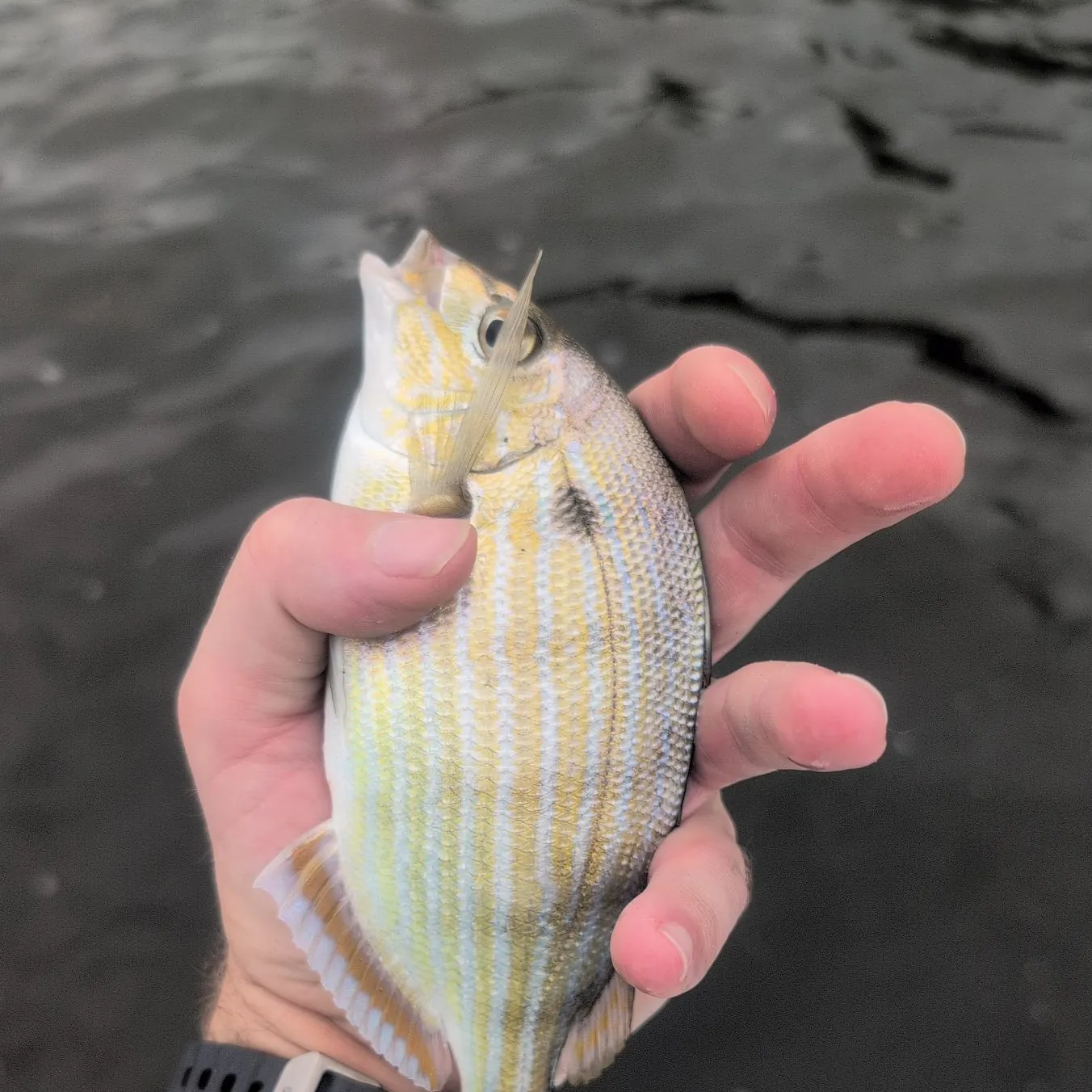 Pinfish caught on Fishbrain