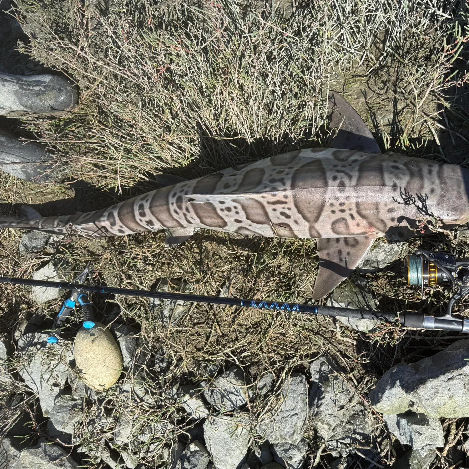 The most recent Leopard shark catches on Fishbrain