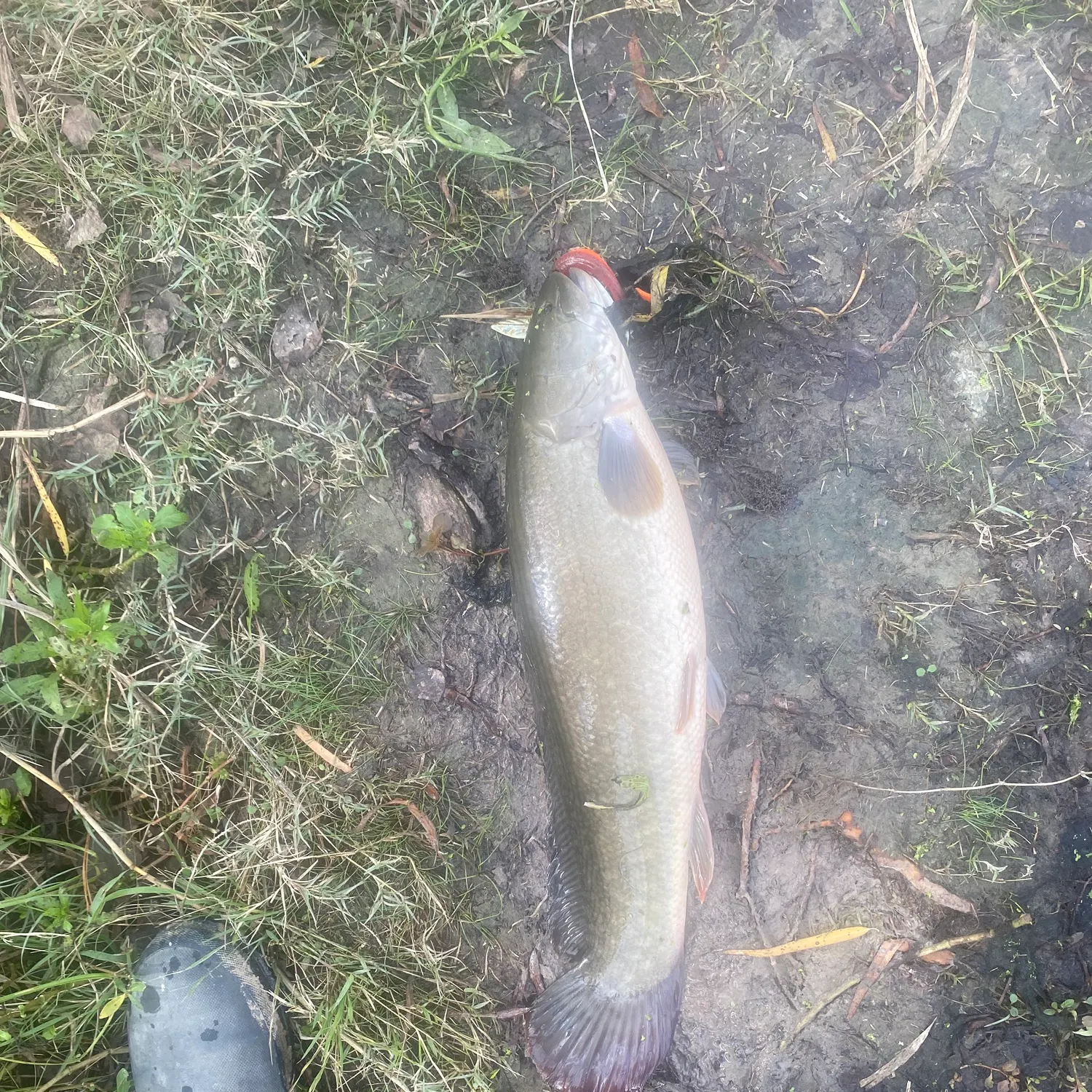 The most recent Eyetail bowfin catches on Fishbrain