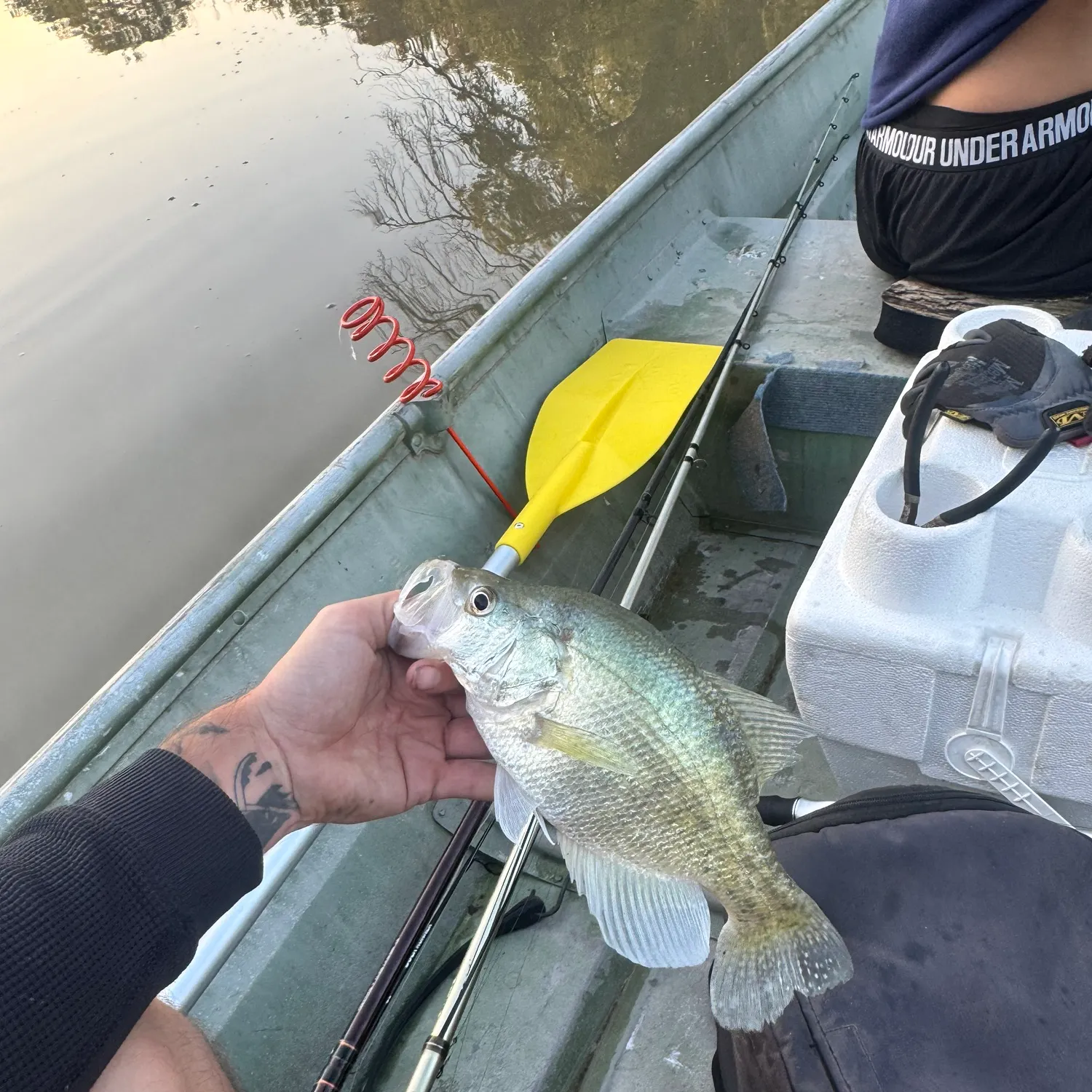 White crappie caught on Fishbrain