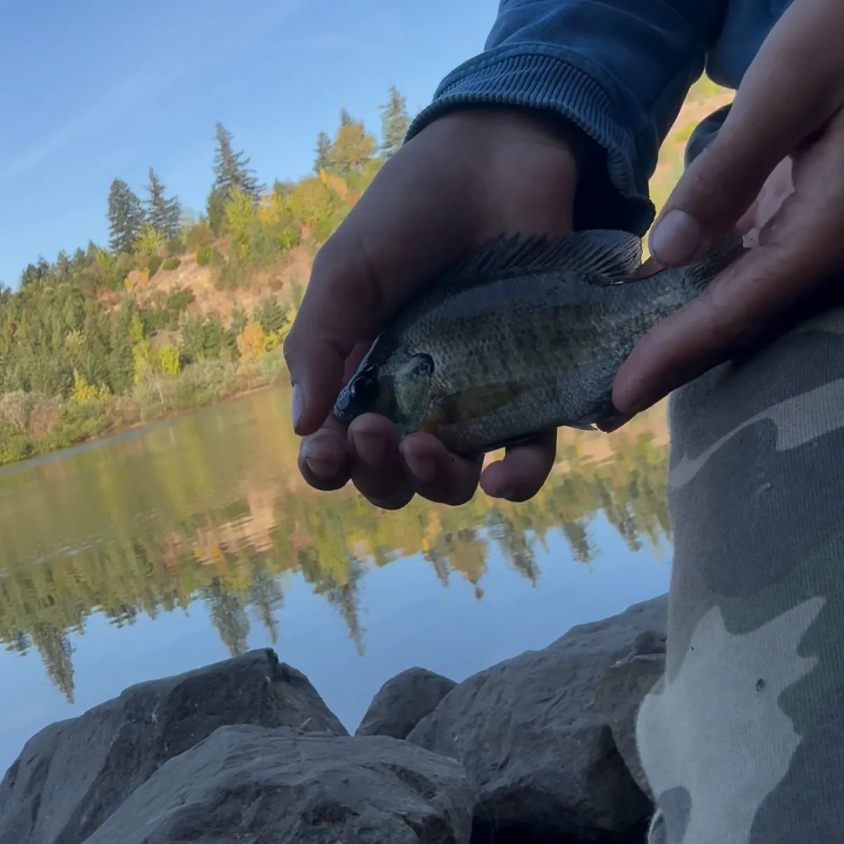 Bluegill caught on Fishbrain