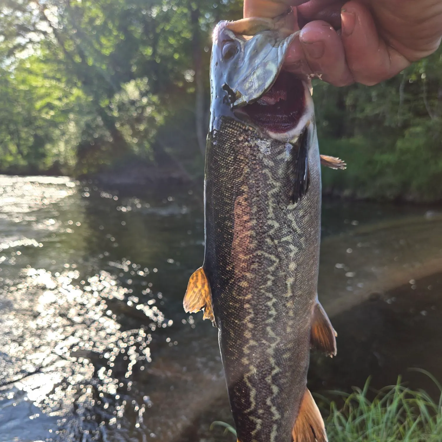 most liked catch image
