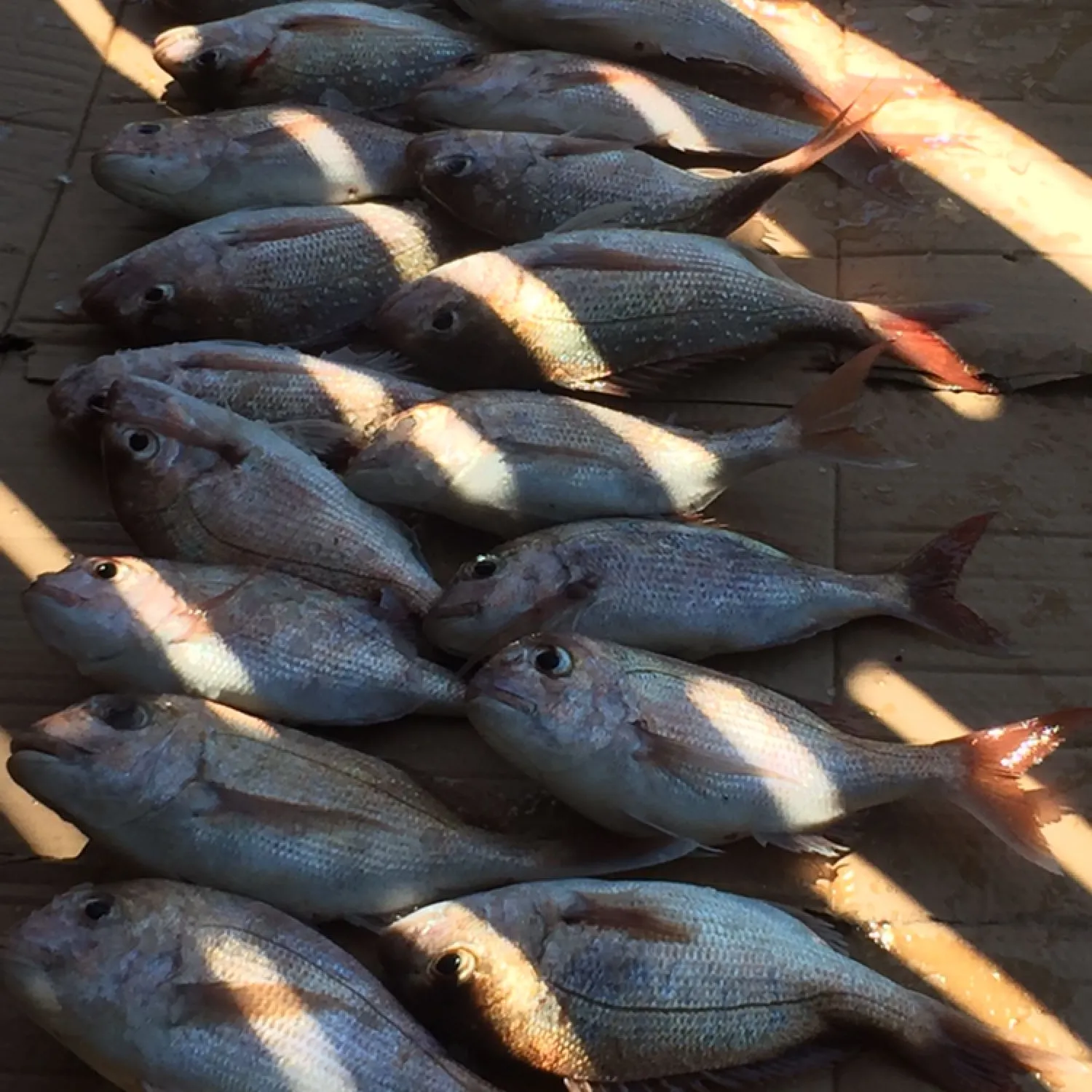 recently logged catches