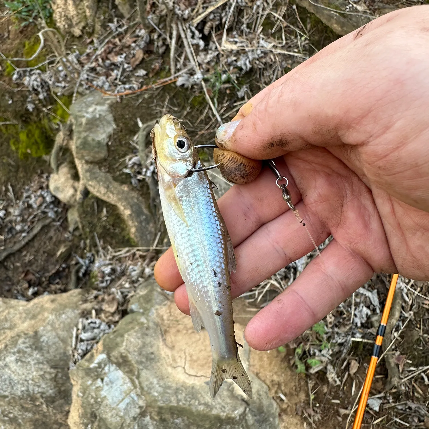 The most recent Emerald shiner catches on Fishbrain