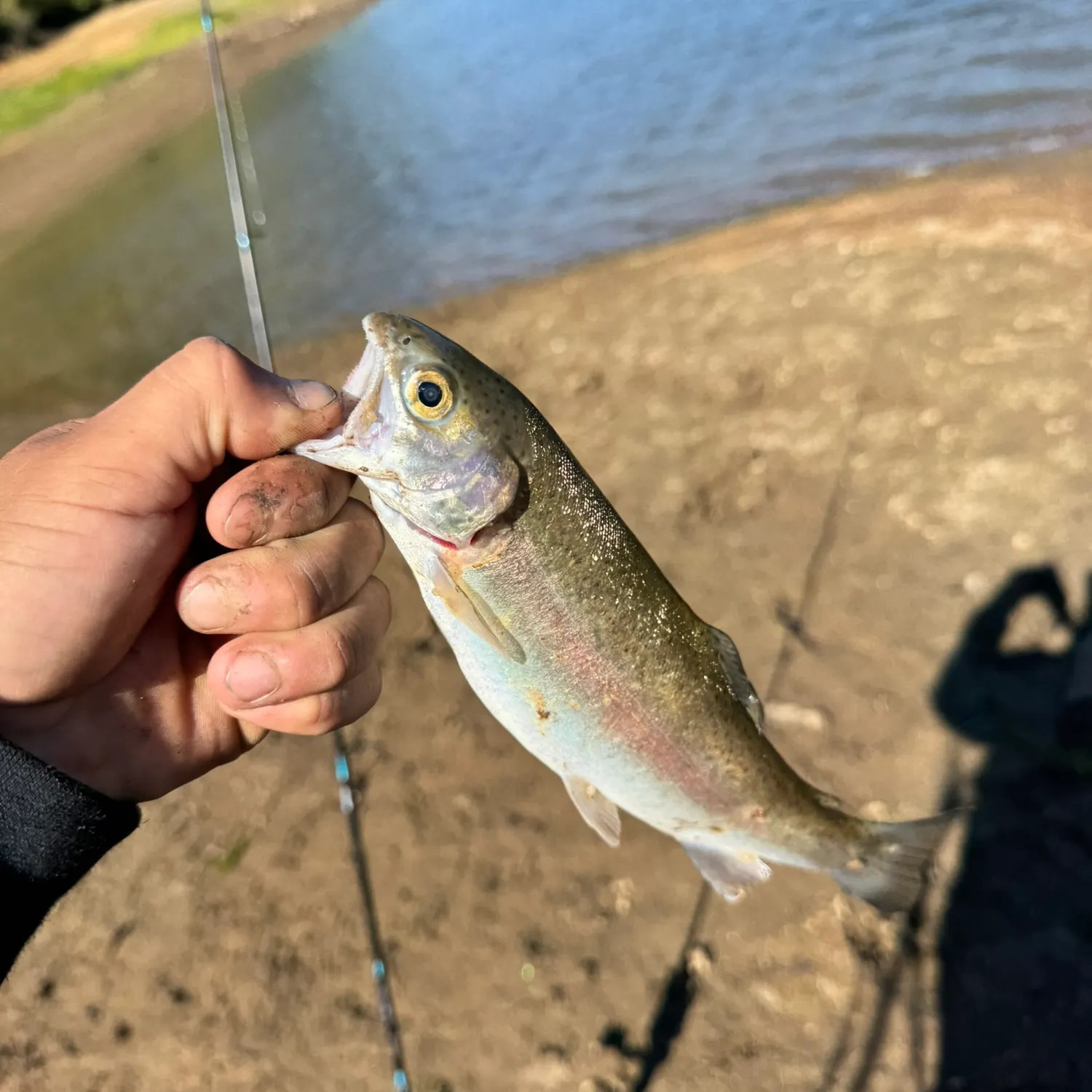 Rainbow trout caught on Fishbrain